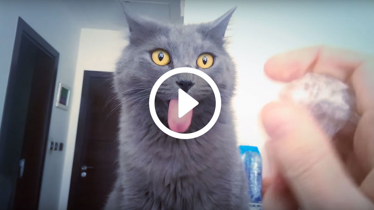 account Vervoer Herinnering Kat heeft gekke reactie op het geluid van krakend plastic! [video] – Katten  Zijn Geweldig