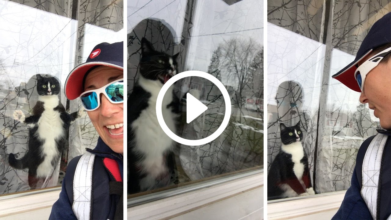 Kat valt raam aan wanneer ze postbode ziet [video] Katten Zijn Geweldig