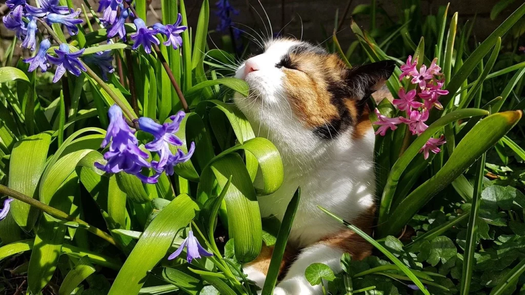 Giftige-planten-voor-katten